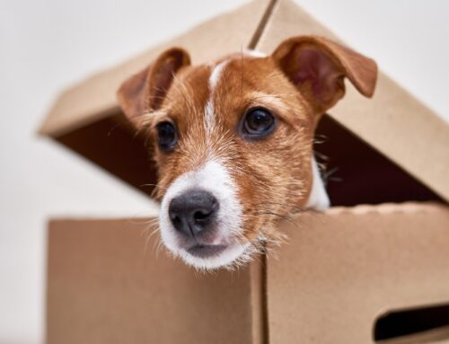 What You Need to Know About Moving with Pets